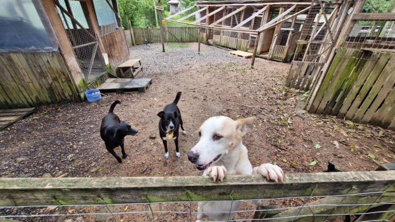 ONG 101 Viralatas precisa de ajuda para manter 350 animais e recuperar clínica veterinária em Viamão