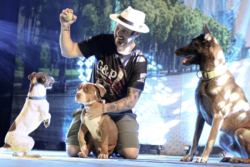 Espetáculo teatral 'Meu Melhor Amigo' chega a Caxias do Sul com sessão gratuita e cães em cena