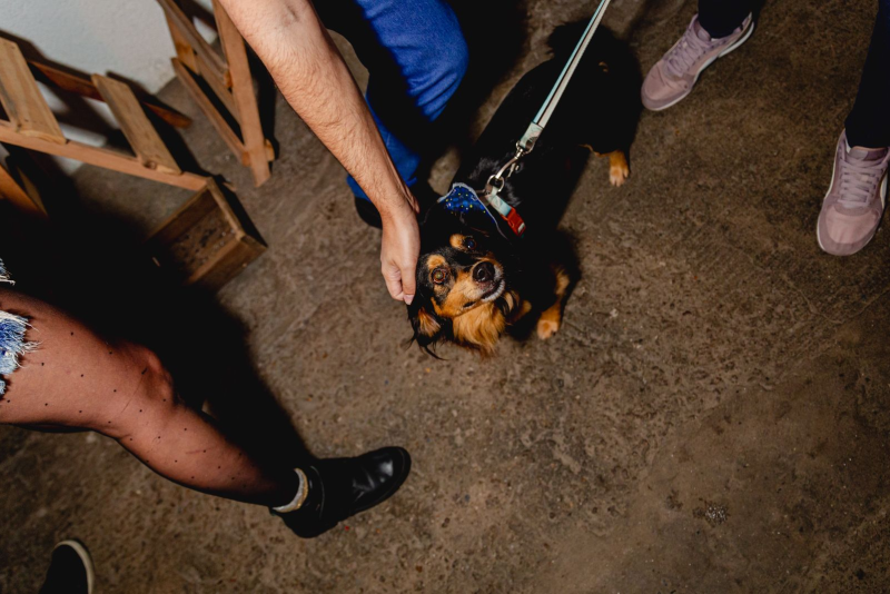 'Só Mais Um!' promove adoção de cães e fortalece empreendedorismo feminino neste sábado (30), em Porto Alegre